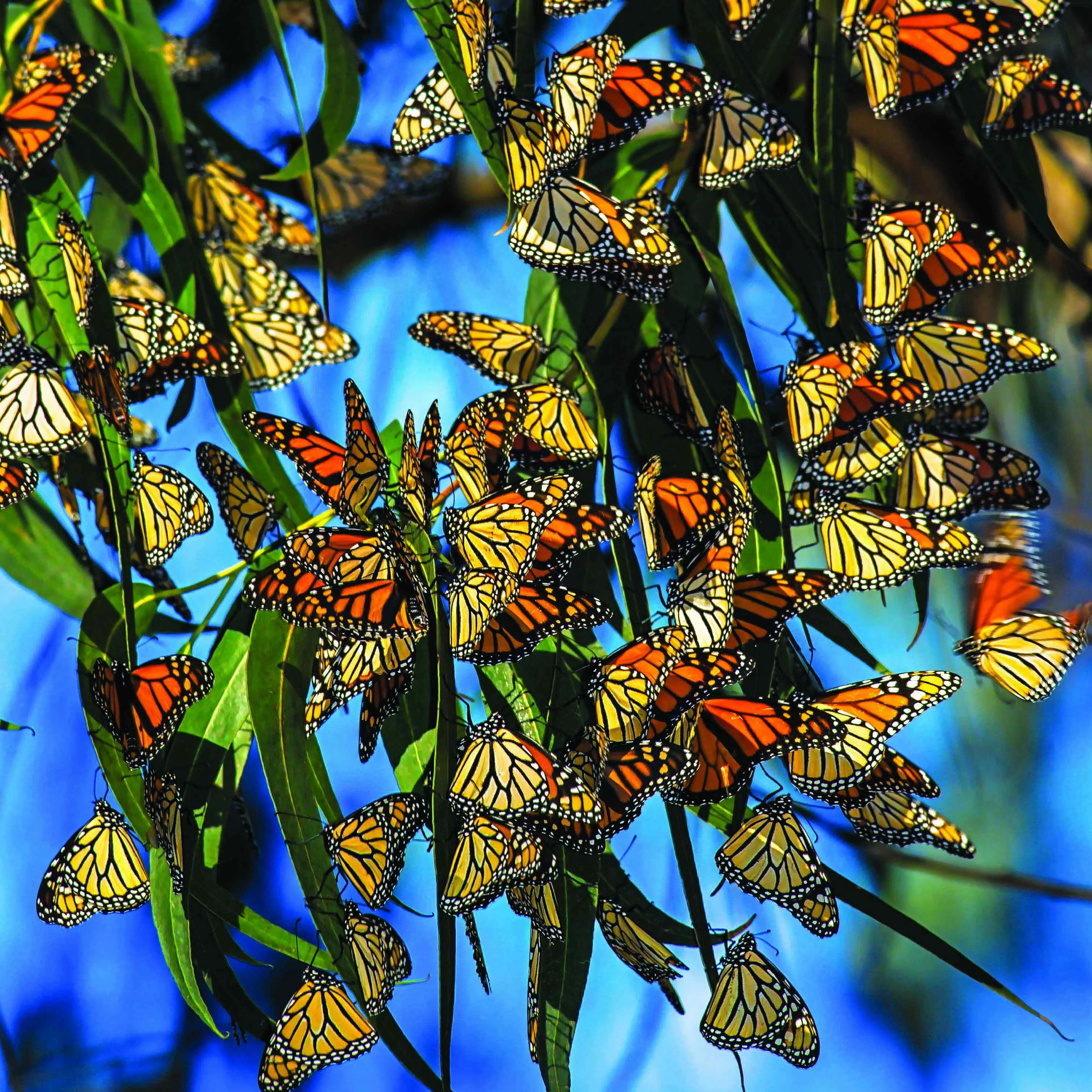 Butterflies on blue  GT191-1 70cm